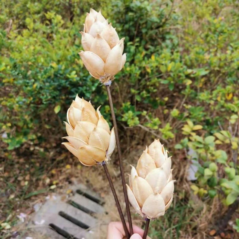 2pcs/lot,Natural Dried Craft Wutong Bract Display Flowers with Wire Branch,DIY Christmas Home Wedding flowers Arrangement Decor, Beige
2pcs/lot,Natural Dried Craft Wutong Bract Display Flowers with Wire Branch,DIY Christmas Home Wedding flowers Arrangement Decor, Beige