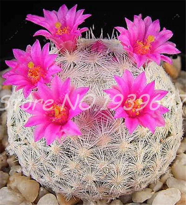100 Pcs seeds Cactus bonsai Organic Ornamental plants unusual succulents, purify the air and prevent radiation Home & Garden Variety of Colors Aerobic Potted
100 Pcs seeds Cactus bonsai Organic Ornamental plants unusual succulents, purify the air and prevent radiation Home & Garden Variety of Colors Aerobic Potted