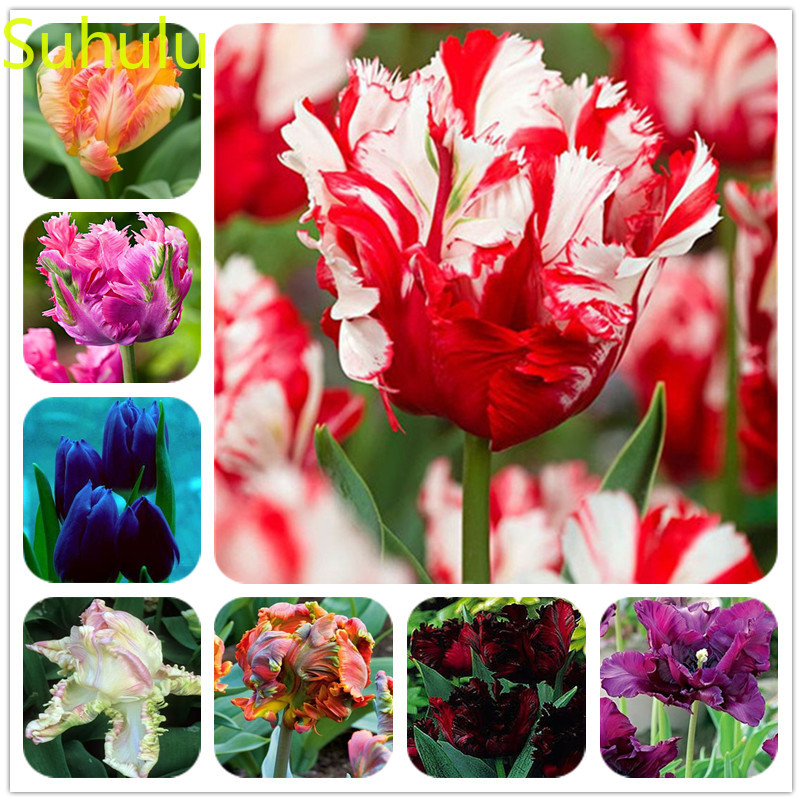 New Arrival 1000pcs Tulip Seeds Perennial Evergreen Flower , Houseplant Home Garden Potted Indoor Balcony & Courtyard
New Arrival 1000pcs Tulip Seeds Perennial Evergreen Flower , Houseplant Home Garden Potted Indoor Balcony & Courtyard