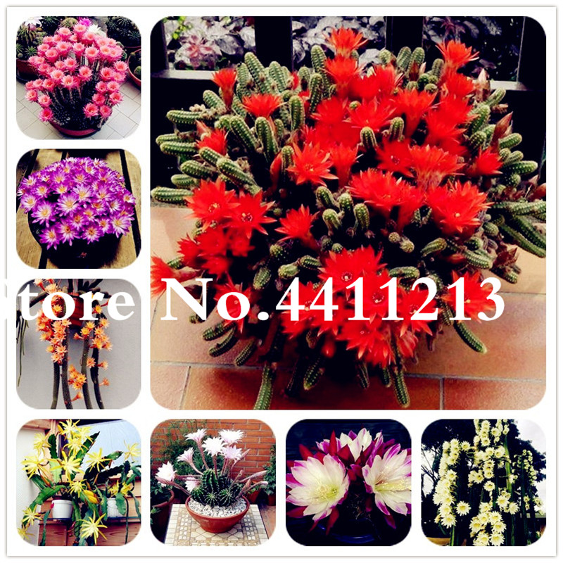 100 pcs seeds Succulent Plant Cactus Plant Lithops Flower Bonsai Epiphyllum Flower Beauty Your Courtyard DIY Plant Home Garden The Budding Rate 95% Aerobic Potted
100 pcs seeds Succulent Plant Cactus Plant Lithops Flower Bonsai Epiphyllum Flower Beauty Your Courtyard DIY Plant Home Garden The Budding Rate 95% Aerobic Potted