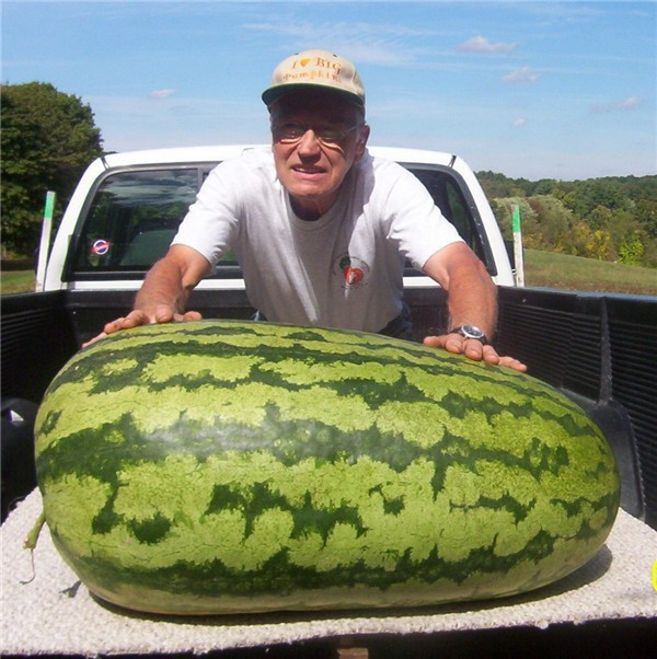 20pcs Watermelon Flower Seeds Bonsai Planting Season Rare Plants for The Garden Non-GMO Organic Delicious The Germination Rate 95% Beautifying And Air Purification
20pcs Watermelon Flower Seeds Bonsai Planting Season Rare Plants for The Garden Non-GMO Organic Delicious The Germination Rate 95% Beautifying And Air Purification