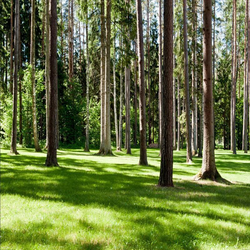 Drop Shipping Custom Size Photo Large-scale Wall Painting 3D Dimensional Forest Landscape Living Room Bedroom Wallpaper Mural1, As pic
Drop Shipping Custom Size Photo Large-scale Wall Painting 3D Dimensional Forest Landscape Living Room Bedroom Wallpaper Mural1, As pic