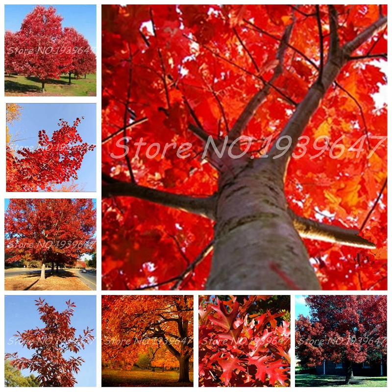 10 pcs/ bag Red Oak Tree Plant Bonsai Tree Plante Quercus Alba Shade Acorn Potted Planta Home Garden Flower Pot Planter Natural Growth Variety of Colors Aerobic Potted
10 pcs/ bag Red Oak Tree Plant Bonsai Tree Plante Quercus Alba Shade Acorn Potted Planta Home Garden Flower Pot Planter Natural Growth Variety of Colors Aerobic Potted