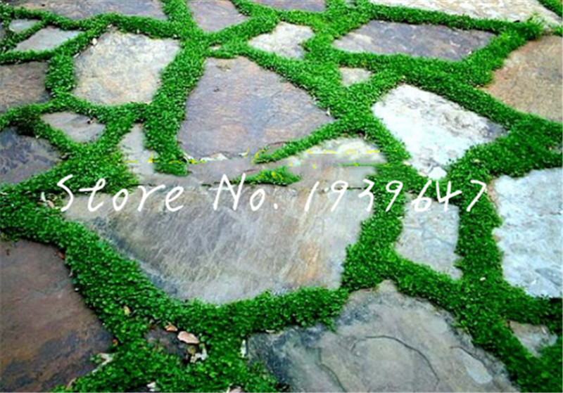 100 Pcs seeds bonsai Moss garden, green plant,Decorative Grass flores, Potted Plant the Budding Rate 97% Decorative Landscaping Aerobic Potted Radiation Protection
100 Pcs seeds bonsai Moss garden, green plant,Decorative Grass flores, Potted Plant the Budding Rate 97% Decorative Landscaping Aerobic Potted Radiation Protection