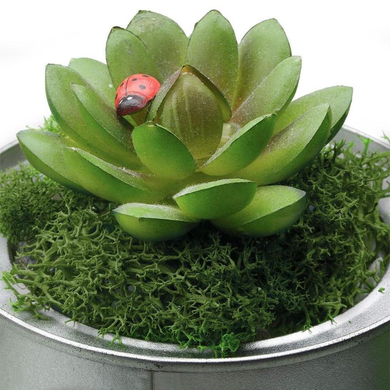 20g Immortal Natural Moss Norwegian Reindeer Garden Dried Flower Gr Wedding Plant Multi-Color Craft Eternal Landscape Artif P8F8 
20g Immortal Natural Moss Norwegian Reindeer Garden Dried Flower Gr Wedding Plant Multi-Color Craft Eternal Landscape Artif P8F8