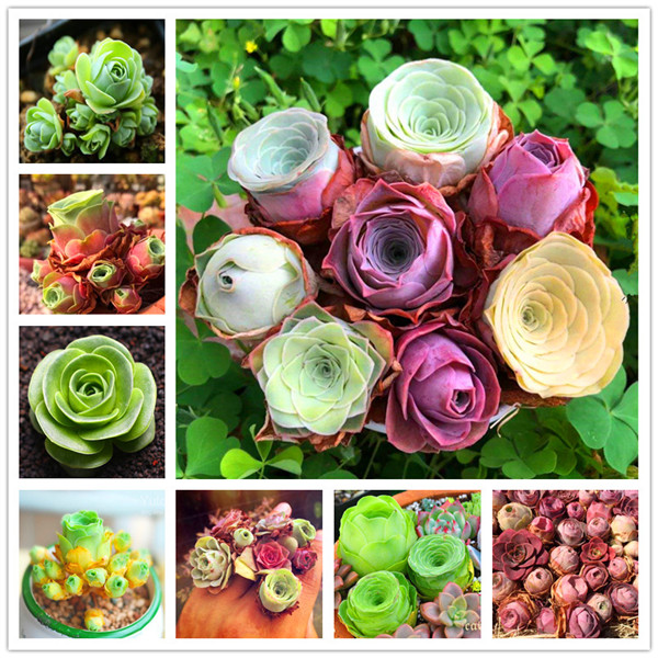 100 Pcs seeds Mountain ,Green Garden,Rose Succulent Bonsai Flower Bonsai For Indoor Plants Beautifying And Air Purification The Germination Rate 95% Fast Growing
100 Pcs seeds Mountain ,Green Garden,Rose Succulent Bonsai Flower Bonsai For Indoor Plants Beautifying And Air Purification The Germination Rate 95% Fast Growing