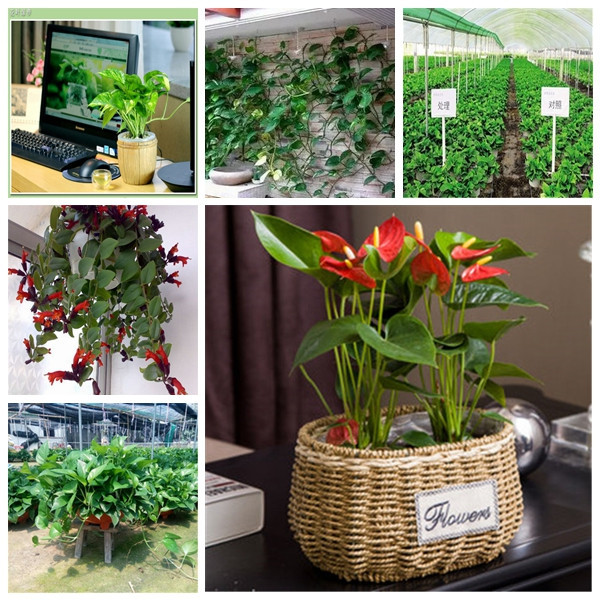 100pcs Scindapsus Grass Flower Seeds for Patio Lawn Garden Supplies Bonsai Plants Absorb Radiation Absorb Formaldehyde Aerobic Potted Decorative Landscaping
100pcs Scindapsus Grass Flower Seeds for Patio Lawn Garden Supplies Bonsai Plants Absorb Radiation Absorb Formaldehyde Aerobic Potted Decorative Landscaping