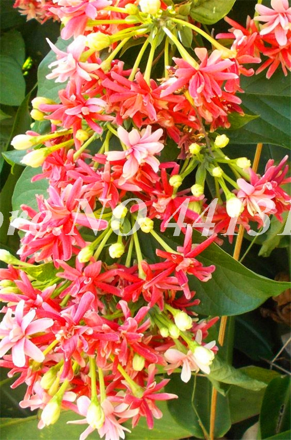 100 pcs seeds / bag Exotic Honeysuckle Fragrant Outdoor Bonsai Potted Climbing Lonicera Japonica Vine Flower Plant Air Purify Home Natural Growth Variety of Colors
100 pcs seeds / bag Exotic Honeysuckle Fragrant Outdoor Bonsai Potted Climbing Lonicera Japonica Vine Flower Plant Air Purify Home Natural Growth Variety of Colors