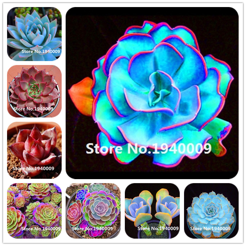 100 pcs seeds Rare Rainbow Succulent Bonsai Plant raras Indoor Miniature Garden plant Flower DIY Home Garden The Budding Rate 95% Aerobic Potted Variety of Colors
100 pcs seeds Rare Rainbow Succulent Bonsai Plant raras Indoor Miniature Garden plant Flower DIY Home Garden The Budding Rate 95% Aerobic Potted Variety of Colors
