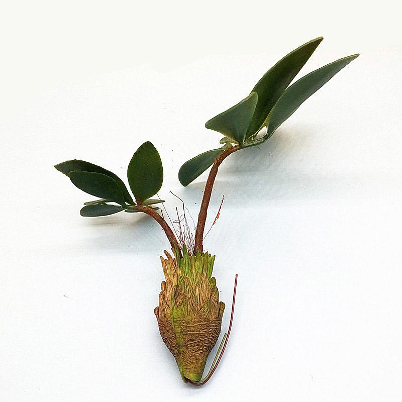 Artificial Succulent Flower Bonsai Plants Wedding Flowers Decor Home Christmas Decoration Craft DIY Accessories, Green
Artificial Succulent Flower Bonsai Plants Wedding Flowers Decor Home Christmas Decoration Craft DIY Accessories, Green