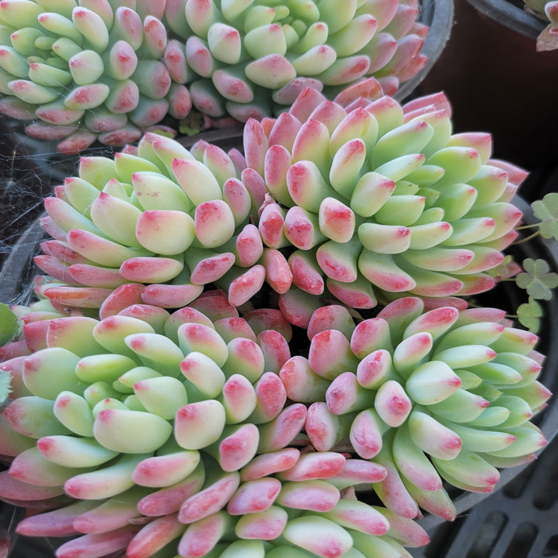 Blue apple Real Flower Cactus Strange Succulents Garden decoration Bonsai Terrace Grass Office Home Landscape Planting
Blue apple Real Flower Cactus Strange Succulents Garden decoration Bonsai Terrace Grass Office Home Landscape Planting