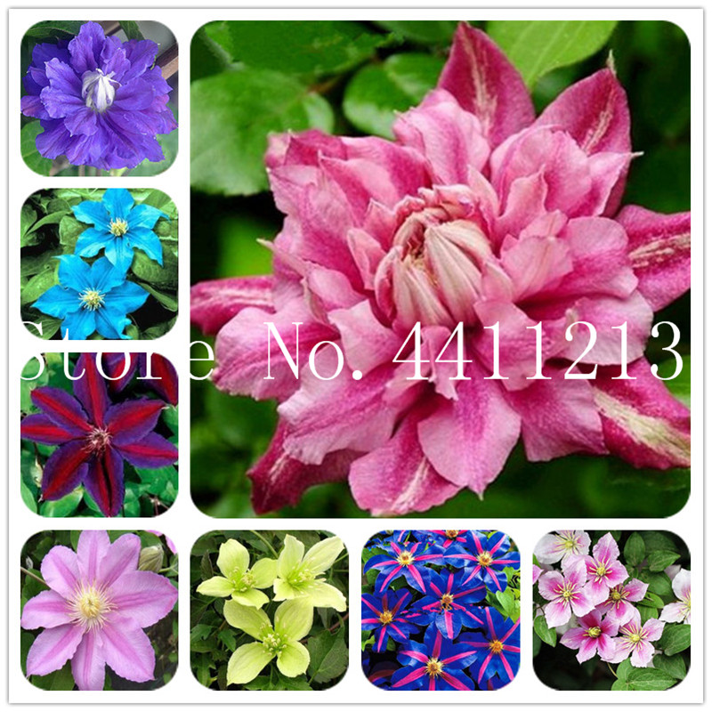 100 Pcs seeds Clematis Bonsai Flower Clematis Potted Plant Vines Flower Outdoor Climbing Plants For Home Garden Fast Growing Planting Season Absorb Harmful Gases
100 Pcs seeds Clematis Bonsai Flower Clematis Potted Plant Vines Flower Outdoor Climbing Plants For Home Garden Fast Growing Planting Season Absorb Harmful Gases