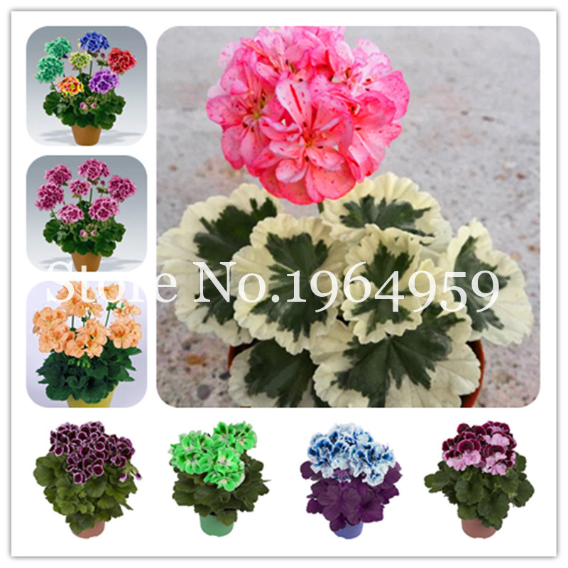 50 Pcs seeds Bonsai Geranium,Garden Flowers Perennial Fleur Graine Pelargonium Peltatum, Indoor Plants Natural Growth Variety of Colors Aerobic Potted Fresh Showy
50 Pcs seeds Bonsai Geranium,Garden Flowers Perennial Fleur Graine Pelargonium Peltatum, Indoor Plants Natural Growth Variety of Colors Aerobic Potted Fresh Showy