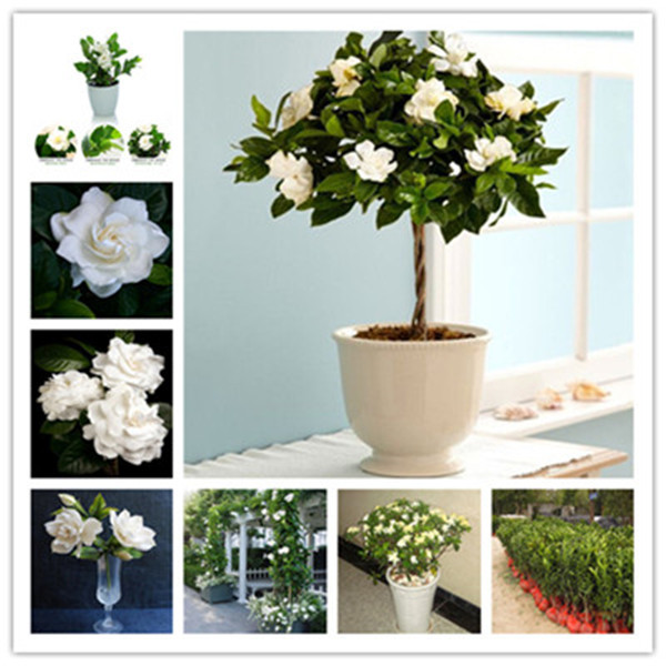 100pcs Gardenia Flower Seeds Patio Lawn Garden Natural Growth Variety of Colors Supplies Bonsai Plants Purify The Air Absorb Harmful Gases The Germination Rate 95%
100pcs Gardenia Flower Seeds Patio Lawn Garden Natural Growth Variety of Colors Supplies Bonsai Plants Purify The Air Absorb Harmful Gases The Germination Rate 95%