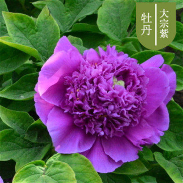 10pcs Peony Flower Seeds for Patio Lawn Garden Supplies Bonsai Plants Natural Growth Variety of Colors Budding Rate 95% Decorative Landscaping Absorb Formaldehyde
10pcs Peony Flower Seeds for Patio Lawn Garden Supplies Bonsai Plants Natural Growth Variety of Colors Budding Rate 95% Decorative Landscaping Absorb Formaldehyde