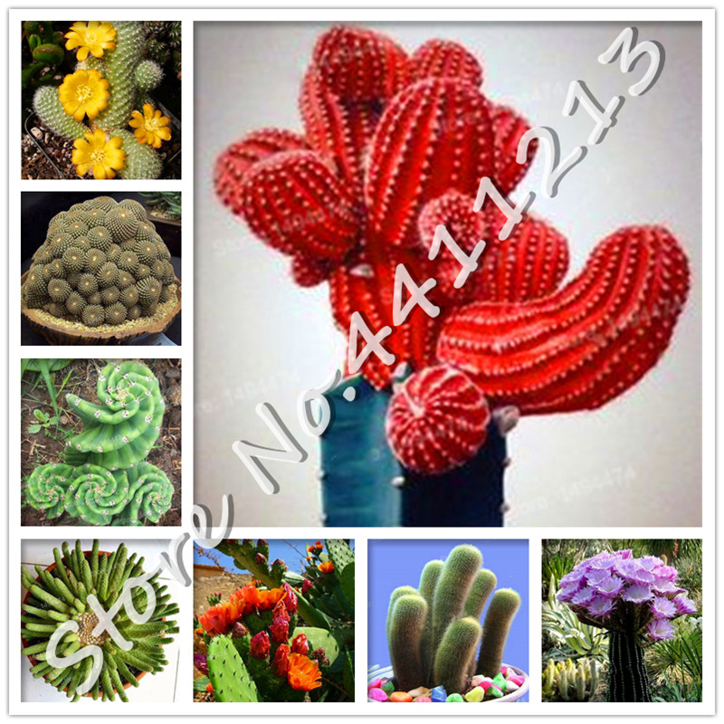100 Pcs seeds Bonsai Cactus Succulent Plants Bonsai Indoor potted Plant Green Plante Radiation Protection Cactus, for Home Garden The Buddin
100 Pcs seeds Bonsai Cactus Succulent Plants Bonsai Indoor potted Plant Green Plante Radiation Protection Cactus, for Home Garden The Buddin