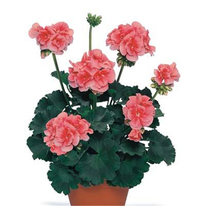 100pcs Geranium Seeds Bonsai Fresh Plants for The Garden The Germination Variety of Colors Rate 95% All for a summer residence Beautifying And Air Purification
100pcs Geranium Seeds Bonsai Fresh Plants for The Garden The Germination Variety of Colors Rate 95% All for a summer residence Beautifying And Air Purification