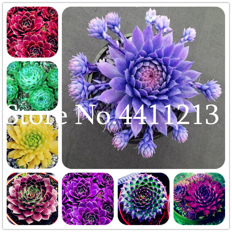 100 Pcs seeds Sempervivum Bonsai German Imports of Potted Flowers Succulents bonsai Radiation Fleshy Plant Purple Tectorum The Budding Rate 95% Aerobic Potted
100 Pcs seeds Sempervivum Bonsai German Imports of Potted Flowers Succulents bonsai Radiation Fleshy Plant Purple Tectorum The Budding Rate 95% Aerobic Potted
