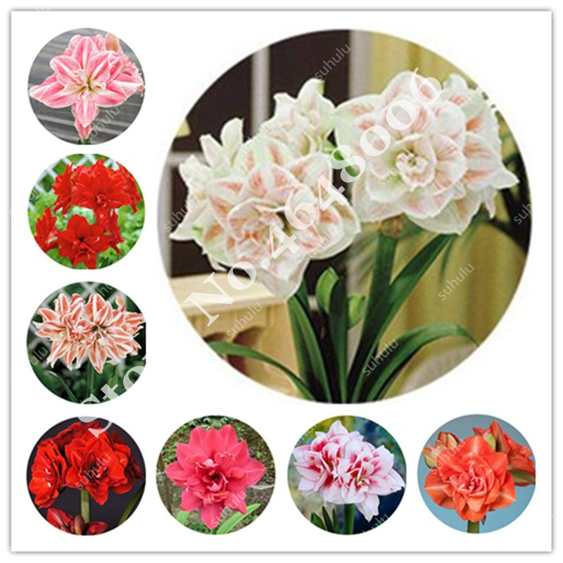 100 Pcs seeds Amaryllis Bonsai Not Bulbs Potted Plants,Hippeastrum Flower For Home & Garden Barbados Lily Flower Pot Natural Growth Variety of Colors Aerobic Potted
100 Pcs seeds Amaryllis Bonsai Not Bulbs Potted Plants,Hippeastrum Flower For Home & Garden Barbados Lily Flower Pot Natural Growth Variety of Colors Aerobic Potted