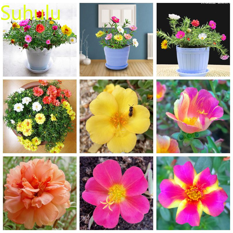 New Arrival 500pcs purslane Portulacae Seeds Perennial Evergreen Flower , Houseplant Home Garden Potted Indoor Balcony & Courtyard
New Arrival 500pcs purslane Portulacae Seeds Perennial Evergreen Flower , Houseplant Home Garden Potted Indoor Balcony & Courtyard