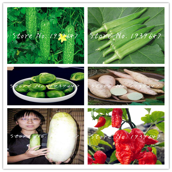 100 Pcs seeds /Lot Balcony Vegetables Package Bonsai, Mix Kinds Hot Organic Delicious Vegetable For Garden Plants Natural Growth Variety of Colors Aerobic Potted
100 Pcs seeds /Lot Balcony Vegetables Package Bonsai, Mix Kinds Hot Organic Delicious Vegetable For Garden Plants Natural Growth Variety of Colors Aerobic Potted