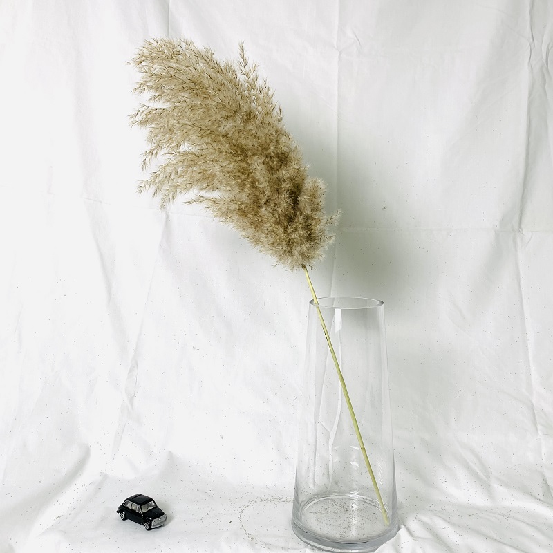 Pampas Grass Thinker Dried Pampas Grass Bouquet Wedding Decor,Dried flowers,Christmas Home Decorative Artificial Flowers Fluffy Pampas Grass, Raw color
Pampas Grass Thinker Dried Pampas Grass Bouquet Wedding Decor,Dried flowers,Christmas Home Decorative Artificial Flowers Fluffy Pampas Grass, Raw color
