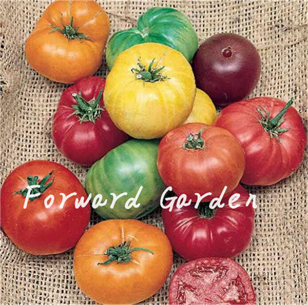100 Pcs/Bag Mix Tomato Bonsai, Cherry Tomato Organic Fruit Vegetable Ourdoor Plant For Home Garden The Budding Rate 97% Aerobic Potted Radiation Protection
100 Pcs/Bag Mix Tomato Bonsai, Cherry Tomato Organic Fruit Vegetable Ourdoor Plant For Home Garden The Budding Rate 97% Aerobic Potted Radiation Protection
