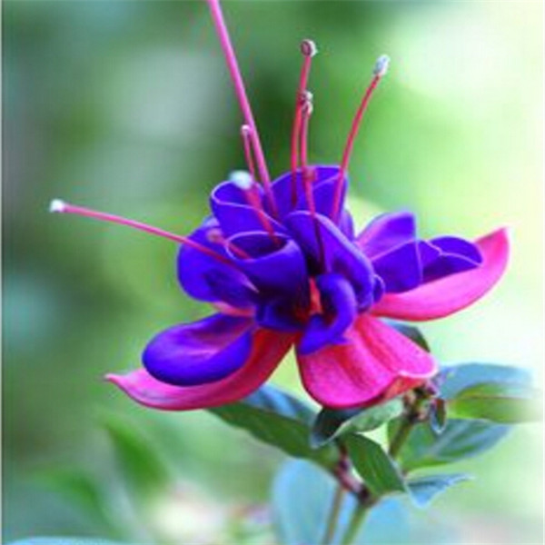 100pcs Begonia Fuchsia Flower Seeds for Bonsai Plants All for a summer residence Showy Variety of Colors Purify The Air Absorb Harmful Gases Garden Decorations
100pcs Begonia Fuchsia Flower Seeds for Bonsai Plants All for a summer residence Showy Variety of Colors Purify The Air Absorb Harmful Gases Garden Decorations