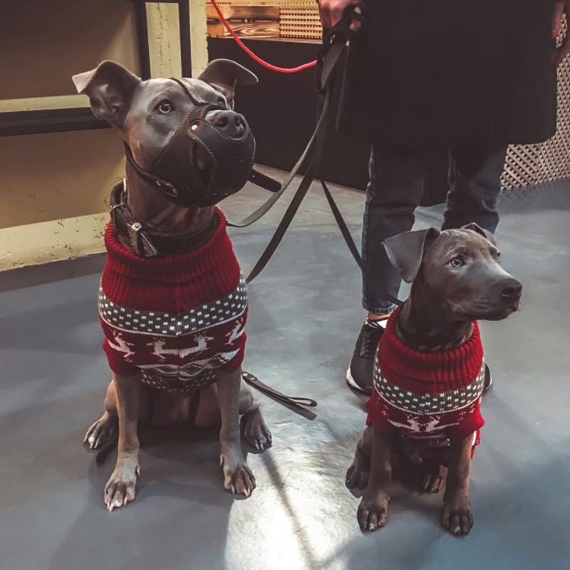 Christmas Elk Puppy Big Dog Sweater for Medium Large Dogs Winter Stripe Pet Clother for Pitbull Greyhound Overalls Pets Clothing, Red stripe
Christmas Elk Puppy Big Dog Sweater for Medium Large Dogs Winter Stripe Pet Clother for Pitbull Greyhound Overalls Pets Clothing, Red stripe
