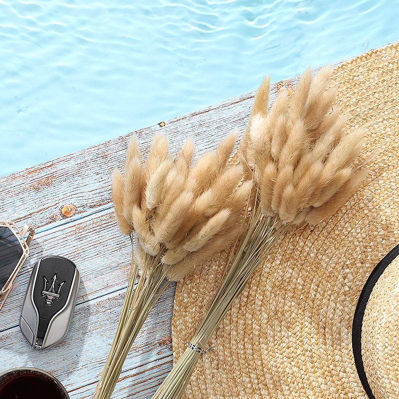 Natural 30/50Pcs Dried flower tail grass foxtail dog tail grass branch Wedding Party Decoration Lagurus Ovatus Plants, 30 pcs
Natural 30/50Pcs Dried flower tail grass foxtail dog tail grass branch Wedding Party Decoration Lagurus Ovatus Plants, 30 pcs