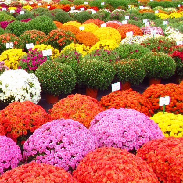 100pcs seeds / bag ground-cover chrysanthemum garden, evergreen flower bonsai daisy potted plant Natural Growth Variety of Colors The Germination Rate 95% Showy
100pcs seeds / bag ground-cover chrysanthemum garden, evergreen flower bonsai daisy potted plant Natural Growth Variety of Colors The Germination Rate 95% Showy
