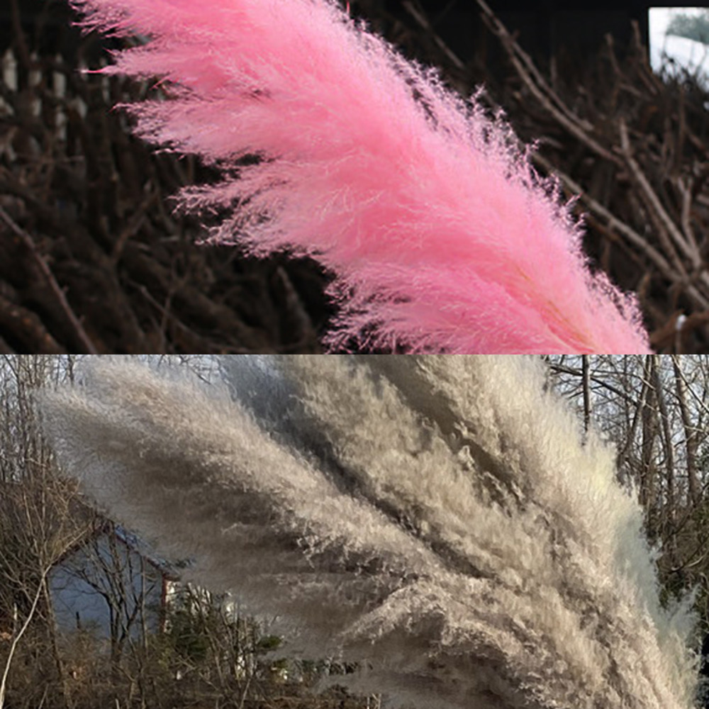 80cm Natural Reed Pampas grass large Dried Flower Wedding Flower Ceremony Decoration Modern Home Decoration Fast shipping C1203
80cm Natural Reed Pampas grass large Dried Flower Wedding Flower Ceremony Decoration Modern Home Decoration Fast shipping C1203