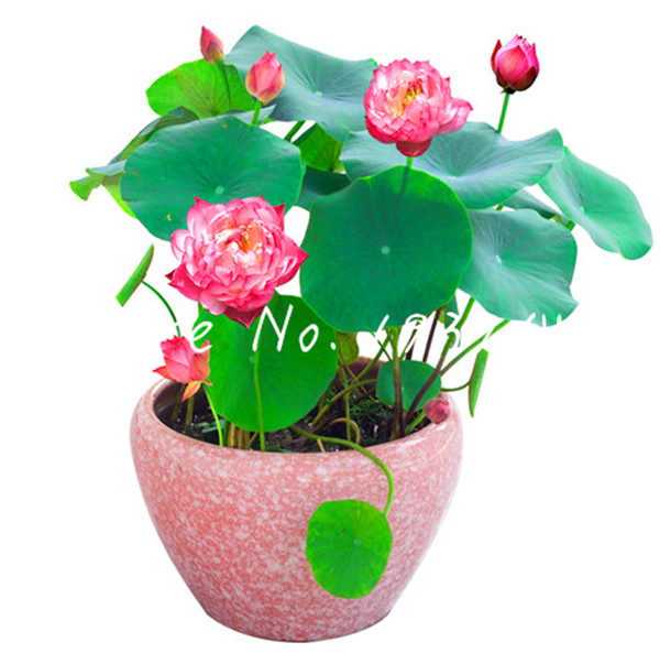 5 Pcs seeds Rare Pink white Bowl Lotus bonsai Balcony Patio Garden Pot Plant flower, Office Desk Decoration Bonsai for Flower Planters Variety of Colors Aerobic Potted
5 Pcs seeds Rare Pink white Bowl Lotus bonsai Balcony Patio Garden Pot Plant flower, Office Desk Decoration Bonsai for Flower Planters Variety of Colors Aerobic Potted