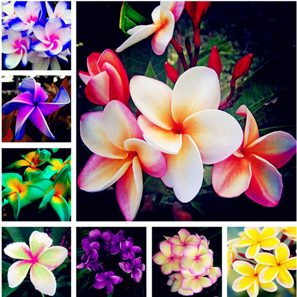Garden Decorations 100pcs Plumeria eggflower Flower Seeds for Bonsai Plants The Budding Rate 95% Purify The Air Absorb Harmful Gases Fast Growing Planting Season
Garden Decorations 100pcs Plumeria eggflower Flower Seeds for Bonsai Plants The Budding Rate 95% Purify The Air Absorb Harmful Gases Fast Growing Planting Season