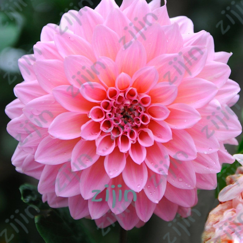 Rare Lovely Dahlia Plants 50 Pieces seeds /lot Rainbow Dahlia Garden Flowers High Survival Bonsai Tree for Garden Decoration
Rare Lovely Dahlia Plants 50 Pieces seeds /lot Rainbow Dahlia Garden Flowers High Survival Bonsai Tree for Garden Decoration
