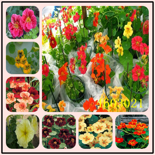 Garden Decorations 50pcs Nasturtium Flower Seeds Bonsai Rare Plant for Home Courtyard Planting Radiation Protection Variety of Colors
Garden Decorations 50pcs Nasturtium Flower Seeds Bonsai Rare Plant for Home Courtyard Planting Radiation Protection Variety of Colors