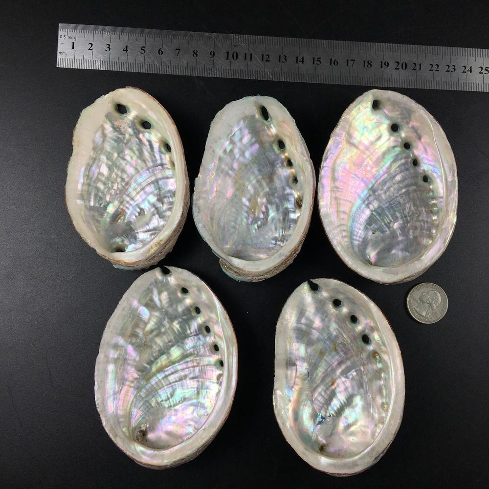 5 Sizes Abalone Shell Nautical Decor Seashell Beach Wedding Shells Ocean Decor Jewelry Diy Shell Soap Dish Aquarium Home Decor H jlloPa
5 Sizes Abalone Shell Nautical Decor Seashell Beach Wedding Shells Ocean Decor Jewelry Diy Shell Soap Dish Aquarium Home Decor H jlloPa