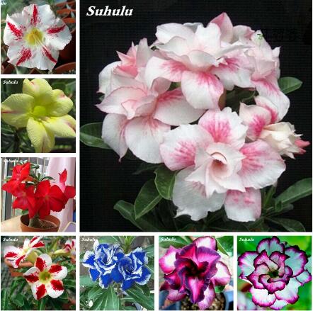 100% True Desert Rose seeds 2pcs/lots Balcony Bonsai Ornamental Plants Potted Indoor Bloom Flowers Drawf Garden plants Adenium Obesum
100% True Desert Rose seeds 2pcs/lots Balcony Bonsai Ornamental Plants Potted Indoor Bloom Flowers Drawf Garden plants Adenium Obesum