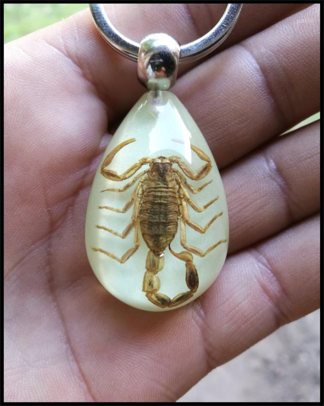 Motorcycle mountain bike insect keychain personality pendant car for KIA SOLARIS Verna IX25 IX35 IX45 Sonata1
Motorcycle mountain bike insect keychain personality pendant car for KIA SOLARIS Verna IX25 IX35 IX45 Sonata1