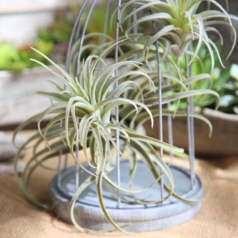 Chive Air Plants, Faux, Artificial, Fake for Indoor Outdoor Garden and Home Decor, Terrarium Decorations, Arrangements SF48401, Green
Chive Air Plants, Faux, Artificial, Fake for Indoor Outdoor Garden and Home Decor, Terrarium Decorations, Arrangements SF48401, Green