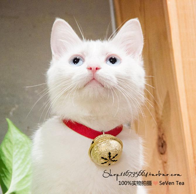 Uncle cat and cat collar A dream collar pet bow tie cute sister Harajuku style red classic 10 pieces
Uncle cat and cat collar A dream collar pet bow tie cute sister Harajuku style red classic 10 pieces