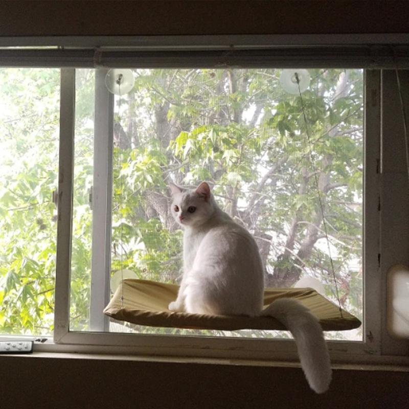 Cat shelf cushion pet cat hammock comfortable sun glass window kitten rest sleeping hammock bearing 20 kg
Cat shelf cushion pet cat hammock comfortable sun glass window kitten rest sleeping hammock bearing 20 kg