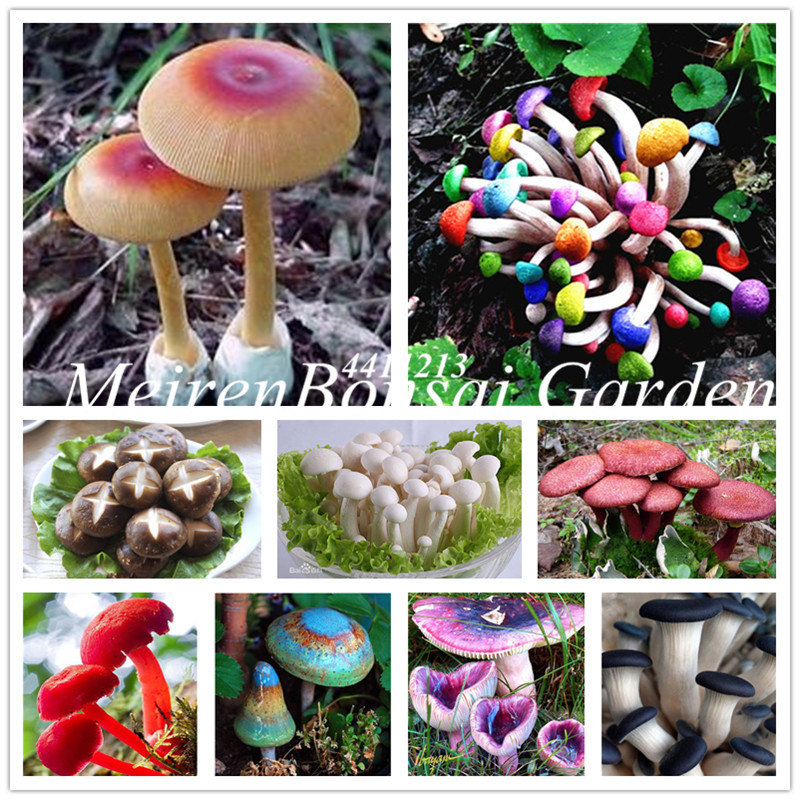 100 pcs Rare Mushroom bonsai Organic Delicious Healthy Geen Vegetables Bonsai plant DIY Home Garden Plants Easy Grow Fast Growing Planting Season Purify The Air
100 pcs Rare Mushroom bonsai Organic Delicious Healthy Geen Vegetables Bonsai plant DIY Home Garden Plants Easy Grow Fast Growing Planting Season Purify The Air