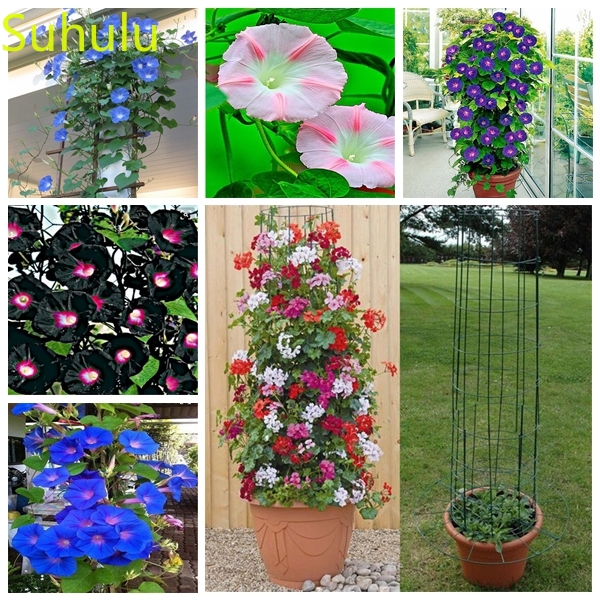100pcs Morning Glory Seeds Garden Indoor Flowers Balcony & Courtyard Purifying Air Bonsai Plant New Variety Light up Your Garden
100pcs Morning Glory Seeds Garden Indoor Flowers Balcony & Courtyard Purifying Air Bonsai Plant New Variety Light up Your Garden