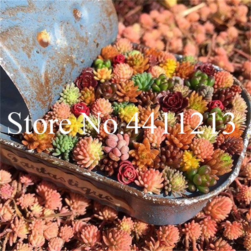 100 Pcs seeds Mini Succulent Indoor Bonsai Potted Lithops Pseudotruncatella Garden Supplies Plant Flower Pots Planters Sementes Natural Growth Variety of Colors
100 Pcs seeds Mini Succulent Indoor Bonsai Potted Lithops Pseudotruncatella Garden Supplies Plant Flower Pots Planters Sementes Natural Growth Variety of Colors