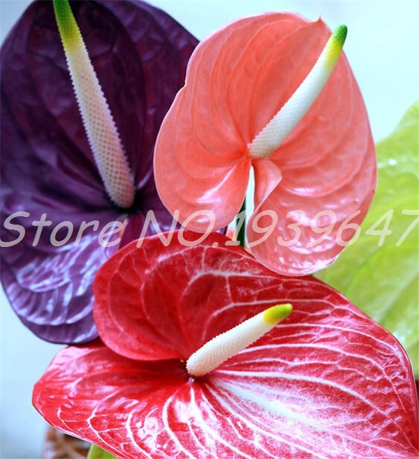 100 Pcs seeds Rare Anthurium Plants Outdoor Balcony Bonsai Potted Plants for DIY Home Garden Flowers Pot Planters Easy Grow The Budding Rate 95% Aerobic Potted
100 Pcs seeds Rare Anthurium Plants Outdoor Balcony Bonsai Potted Plants for DIY Home Garden Flowers Pot Planters Easy Grow The Budding Rate 95% Aerobic Potted