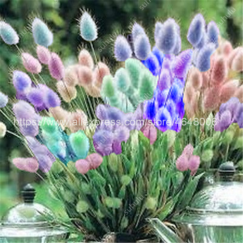 100pcs seeds Imported Pampas Grass Bonsai Outdoor Ornamental Herb Flowers Cortaderia Selloana Grass For Home Garden Easy To Grow Natural Growth Variety of Colors
100pcs seeds Imported Pampas Grass Bonsai Outdoor Ornamental Herb Flowers Cortaderia Selloana Grass For Home Garden Easy To Grow Natural Growth Variety of Colors