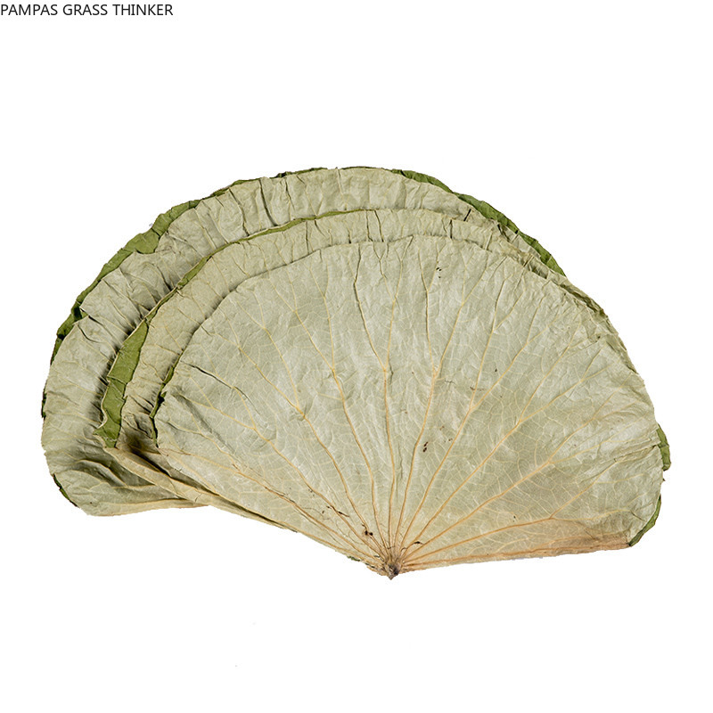 Pampas Grass Thinker 20pcs High Quality Pure Natural Dried Whole Dried Lotus Leaf 26cm Raw Color Lotus Leaf Lotus Leaf Tea
Pampas Grass Thinker 20pcs High Quality Pure Natural Dried Whole Dried Lotus Leaf 26cm Raw Color Lotus Leaf Lotus Leaf Tea