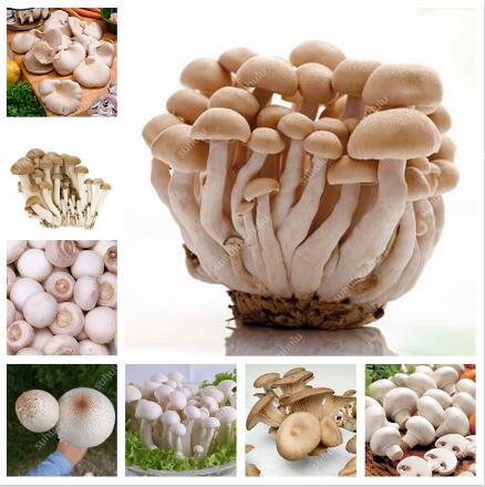 100Pcs seeds Delicious Giant Mushroom Succulent Bonsai Edible Vegetable Plant Healthy Organic Food Funny Green For Happy Farm Fast Growing Planting Season Non-GMO
100Pcs seeds Delicious Giant Mushroom Succulent Bonsai Edible Vegetable Plant Healthy Organic Food Funny Green For Happy Farm Fast Growing Planting Season Non-GMO