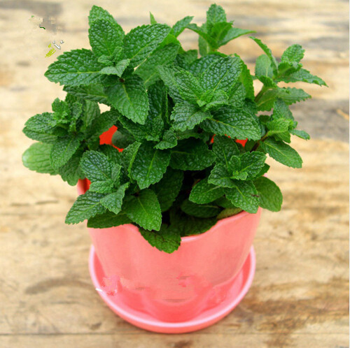 500 pcs Mint Flower Fresh Seeds for Patio Lawn Garden Supplies Bonsai Plants Purify The Air Absorb Harmful Gases The Germination Rate 95% Fast Growing Planting Season
500 pcs Mint Flower Fresh Seeds for Patio Lawn Garden Supplies Bonsai Plants Purify The Air Absorb Harmful Gases The Germination Rate 95% Fast Growing Planting Season